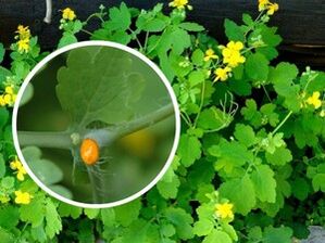 celandine herb juice for treating plantar warts